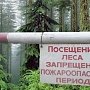 Запрет на посещения лесов в Крыму продлён до 12 мая