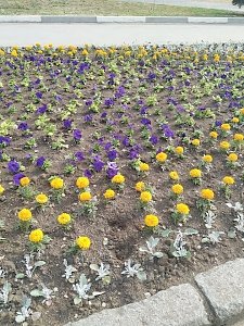 В Феодосии украли цветы с закрытой набережной