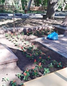 В Гагаринском парке Симферополя ко Дню Победы высадят сальвию красную, бархатцы и колеус