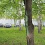 В лесу под Челябинском обнаружили 50 спрятанных новых чиновничьих иномарок