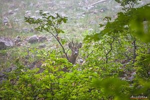 В лесу на южном берегу Крыма гуляют косули