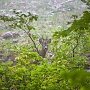 В лесу на южном берегу Крыма гуляют косули