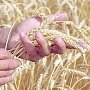 Крымские аграрии приступят к сбору урожая зерновых в течение десяти дней