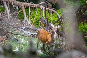 В Крыму дикие олени, кабаны и зайцы вышли к людям