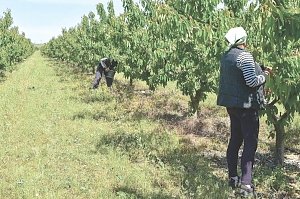 «Крымская газета» попробовала первый урожай черешни