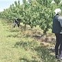 «Крымская газета» попробовала первый урожай черешни