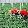 В Крыму собрали 820 тонн поздней земляники садовой