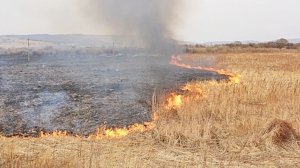 В Крыму под утро горело поле пшеницы