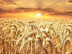Аграрии Крыма уже собрали 500 тысяч тонн зерна, — Гоцанюк