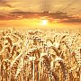 Аграрии Крыма уже собрали 500 тысяч тонн зерна, — Гоцанюк