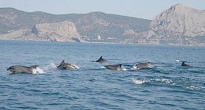 В Крыму нашли детёнышей дельфинов с ножевыми ранениями