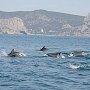 В Крыму нашли детёнышей дельфинов с ножевыми ранениями