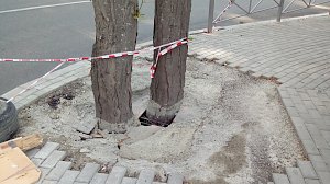 В Ялте подрядчик, ремонтирующий улицу, залил бетоном деревья