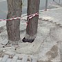 В Ялте подрядчик, ремонтирующий улицу, залил бетоном деревья