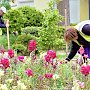 В Ялте воруют цветы из городских клумб