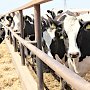 В Крыму господдержка на производство собственного молока увеличена в трижды, — Рюмшин