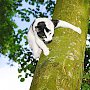 В Ялте спасатели сняли с дерева женщину, полезшую спасать кота