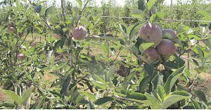 Крымские яблоки появятся в магазинах в первой декаде августа