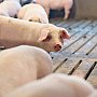 В Нижнегорском районе установили свиней без регистрации