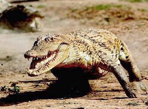 Даже крокодилы бегут из Украины в Крым