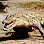 Даже крокодилы бегут из Украины в Крым