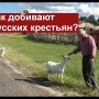 Как добивают русских крестьян? Владимирский фермер об аграрной политике государства.