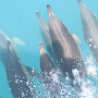 Крымские дельфины в первый раз получат генетические паспорта