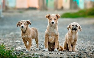 Возведение приюта для бездомных животных в Симферополе заморожено