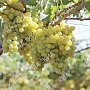 В Крыму собрали первые 300 тонн винограда