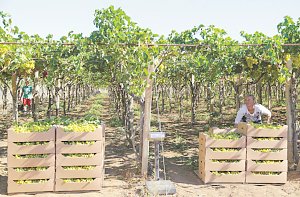 В Крыму стартовала уборка ранних сортов винограда