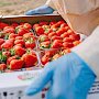 В Крыму собрали в 1,5 раза больше ягод, чем годом ранее