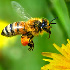 Учёные КФУ продолжают работы по сохранению крымской пчелы