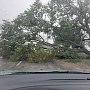 В Джанкое ураганный ветер повалил деревья