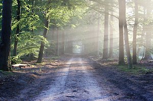 На территории Ялтинского региона до 27 сентября запрещается посещение лесов