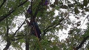 В Крыму парапланерист застрял на дереве