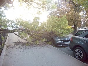 В Симферополе упавшее дерево раздавило BMW