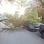 В Симферополе упавшее дерево раздавило BMW