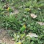 Попугаи-неразлучники разгуливают в симферопольском парке имени Гагарина