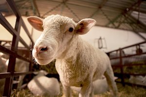 В Белогорском районе поймали серийного похитителя овец