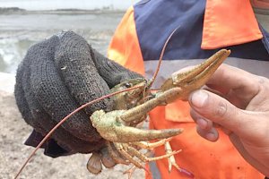 В Салгире завелись раки