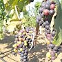 В Судаке закладывают виноградники на 130 млн рублей