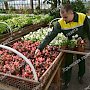 «Горзеленхоз» высадит 50 тысяч тюльпанов и нарциссов