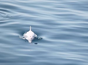 Водители яхт и катеров вредят морским животным