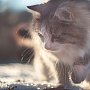 Более 13 тысяч котов имеют возможность согреться зимой от изношенных теплотрасс Симферополя и Сак