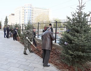 Начальник УМВД России по г. Севастополю Павел Гищенко принял участие в высадке деревьев на площади Восставших