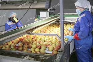 Более 1 млрд рублей вложил инвестор в возведение фруктохранилища в Крыму, — Кивико