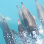 Учёные сняли, как дельфины в Крыму ухаживают за «возлюбленной»