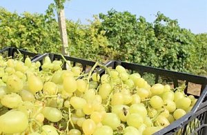 Учитывая засуху в Крыму собран достойный урожай винограда