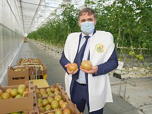 В производство тепличных овощей в Крыму инвестор вложит более 4 млрд рублей