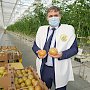 В производство тепличных овощей в Крыму инвестор вложит более 4 млрд рублей